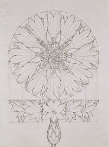 Estudo para uma centáurea, 1808 (caneta e tinta no papel)